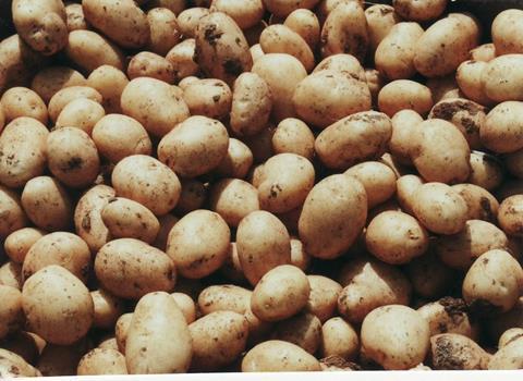 Eritrea: Erste Erfolge in der Entwicklung krankheitsresistenter Kartoffeln