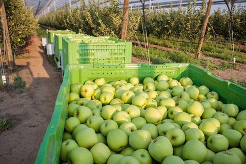 Golden Delicious apples Serbia