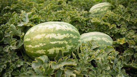 wassermelone syngenta