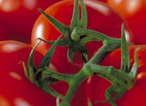 Tomaten: Weltweite Produktion in zehn Jahren um mehr als ein Drittel gestiegen