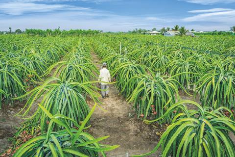 p56-57 (100-101) pic 3 Vietnamese Dragon Fruit production Adobe Stock