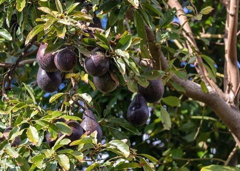 South African avocados