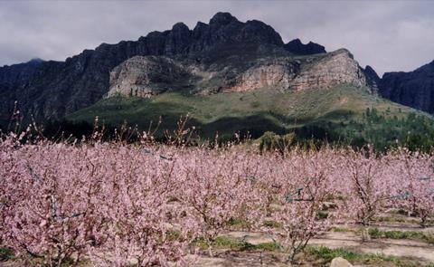 Stonefruit blossom South Africa