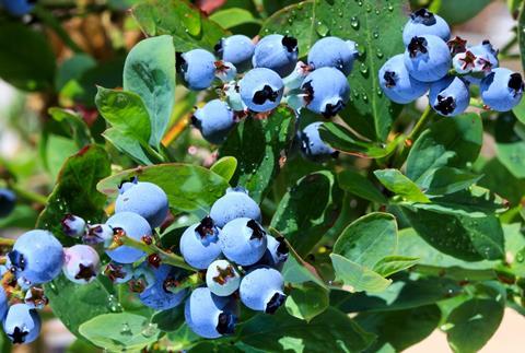 Chile_Quelle_Blaubeeren_aus_Chile__2__04.jpg