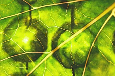 leaf-52800_1920