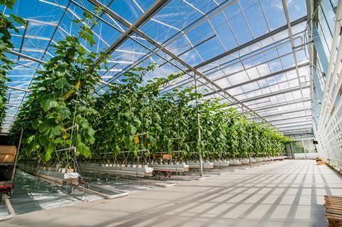 Glasshouse growers are particularly vulnerable to standing charge increases