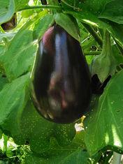 British gardeners advised to grow more expensive veg, like aubergines