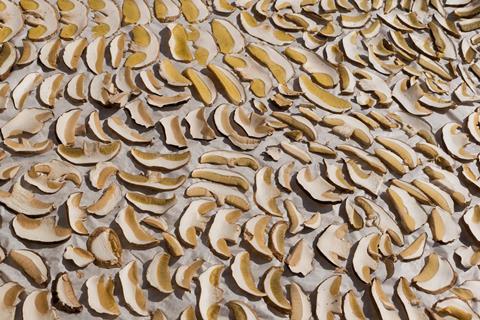 mushrooms-3680251_1920