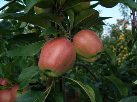 Äpfel_August_2011_Aufnahme_bei_Pickenpack_ba__10__04.JPG