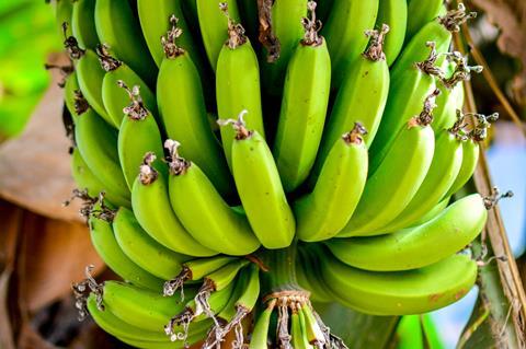 Bananenstaude