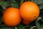 Orangen_Naranja_spanien_schmidt.jpg