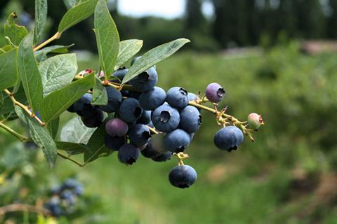Chile_Quelle_Blaubeeren_aus_Chile__1_.jpg