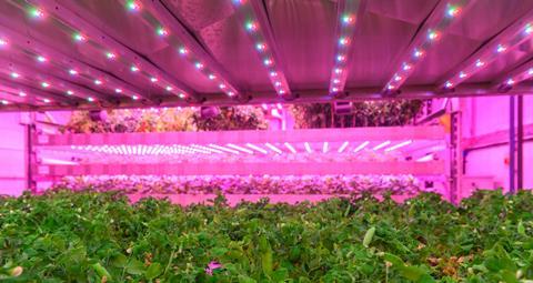 Some of the funds are going towards developing genetic tools for indoor lettuce breeding