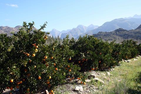 Orange-orchards-Weestern-Cape