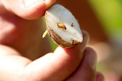 Joined-up efforts through Enigma I have been crucial to changing the status quo for wireworm control