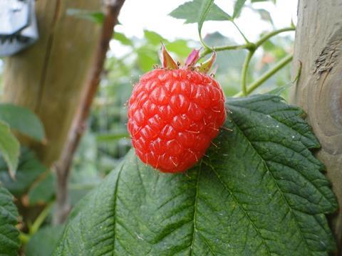 NL: Geschützte Obstproduktion in 2018 beträchtlich gestiegen