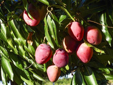 Brazil mangoes San Francisco Valley