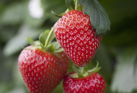 Ava Star strawberry