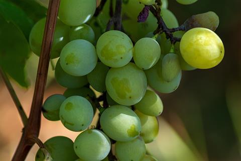 South African green grapes close up Adobe