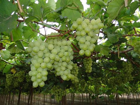 Empafrut Tafeltrauben White Seedless (1)