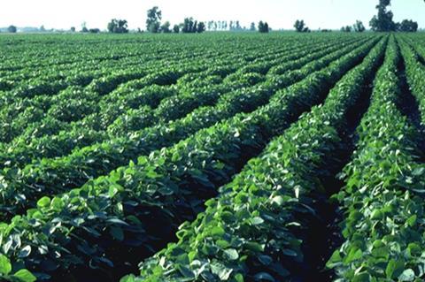 Brassica yield figures this year are as low as 50 per cent in some areas
