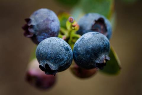 Blueberries are one of Peru's star exports