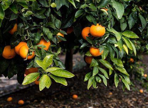 Nach Studie bevorzugen asiatische Konsumenten Jaffa Orri Mandarinen