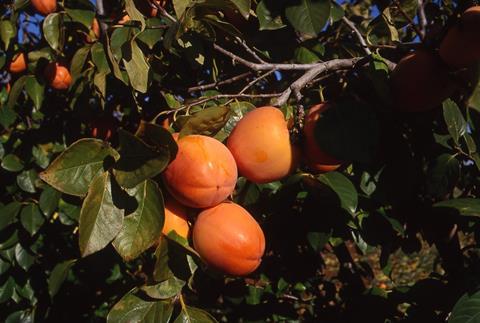 Kaki_am_Baum.jpg