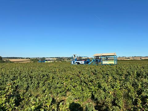 Harvester Herefordshire blackcurrants