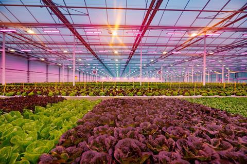 Rijk Zwaan Hydroponic lettuce Kassen Prinsenland