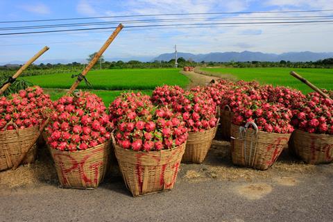 Vietnamese dragonfruit