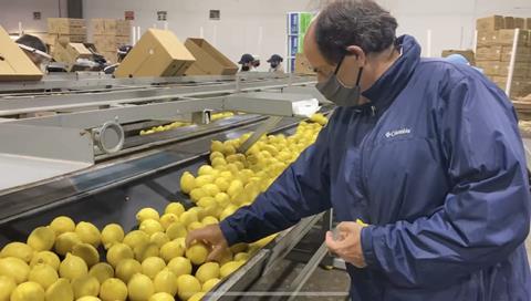 Alejandro Moralejo Salix Fruit