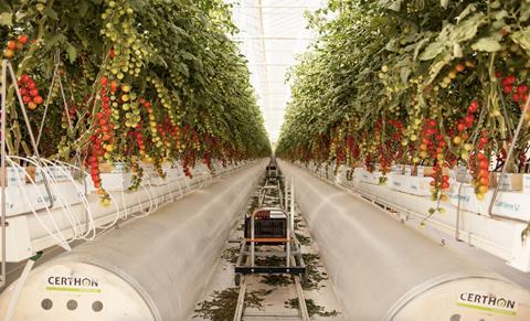 Pure Harvest greenhouse tomatoes