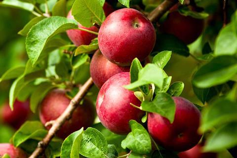 US apples