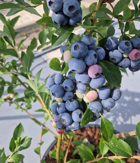 GB James Hutton Highland Charm blueberries