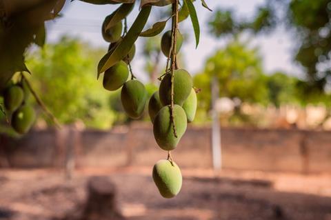 Mangoes