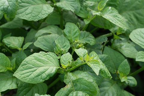 DeCyst Broadleaf
