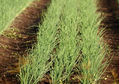 Lockyer Valley onions