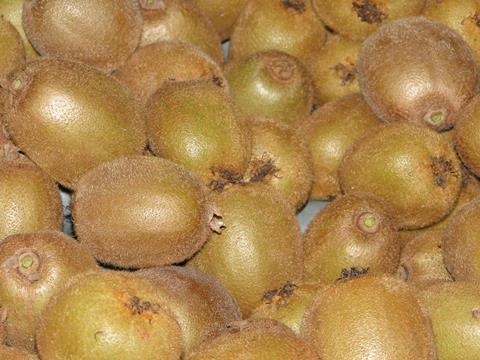 Neuseeland Kiwi - OPAC (17)