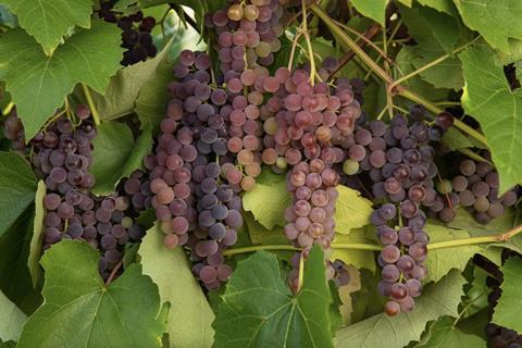 EmberGlo grapes University of Minnesota