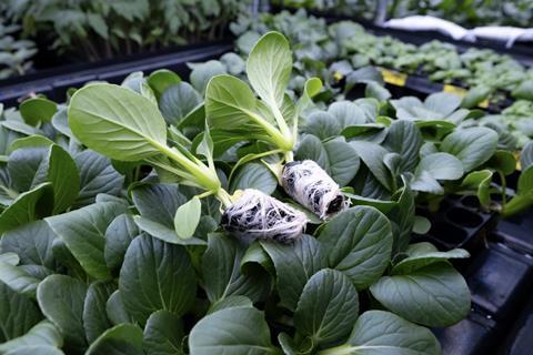 Jiffy Gel Jiffy Products International