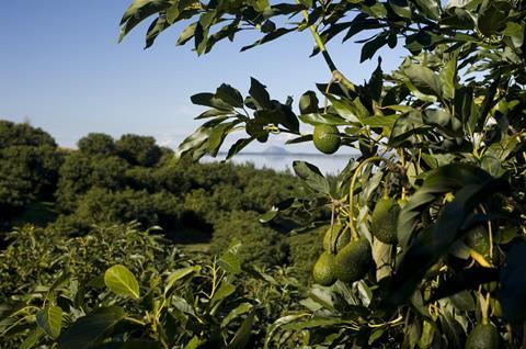 NZ Southern Produce avocado orchard