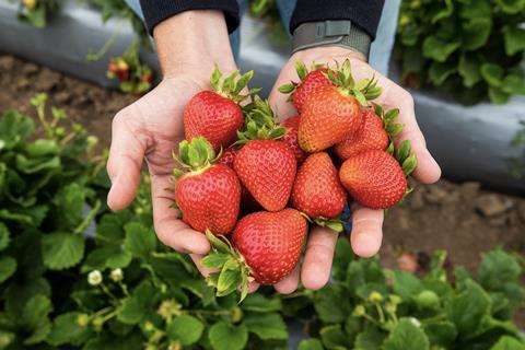 Plant Sciences Genetics strawberries in hand