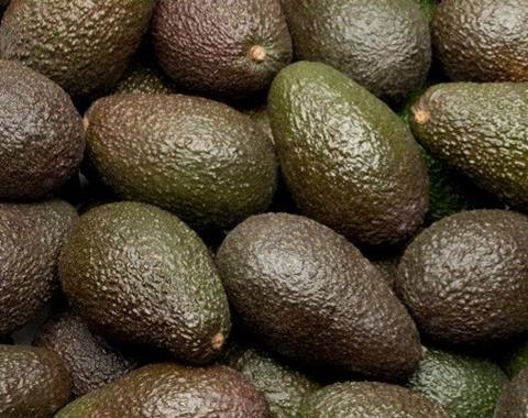 Mexiko: Avocado-Export profitiert von starker Nachfrage aus China