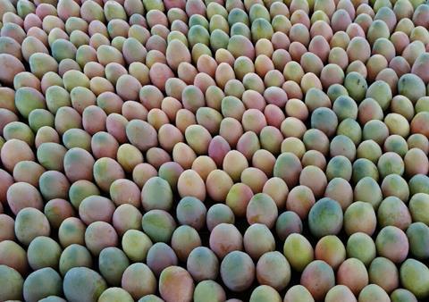 Peruvian mangoes