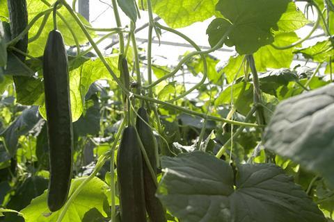 BelOrta cucumbers