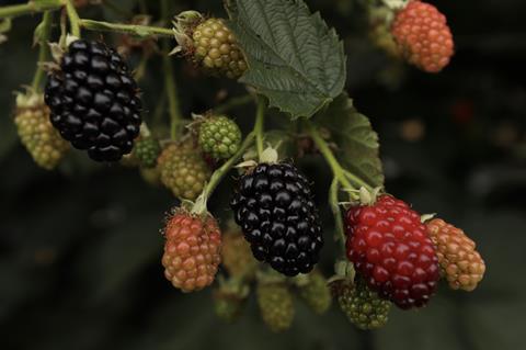 Plan Sciences Genetics blackberries