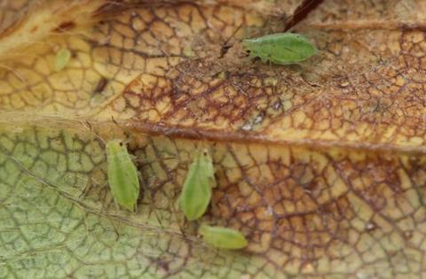 Aphids are a threat to potato crops