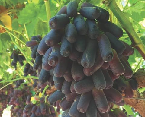 Sweet Sapphire grapes