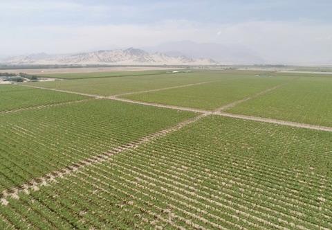 Peruvian avocado fields